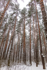 Pine trees in the forest in the snow in winter
