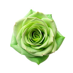 Green rose isolated on transparent background.
