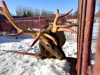 Deer in the snow at the zoo