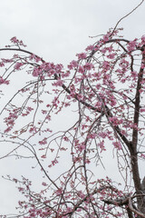 枝垂れ桜が春の心地よい風に靡く