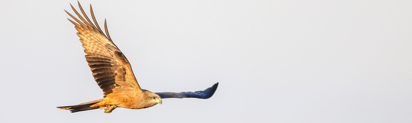 western marsh harrier (Circus aeruginosus) flying in the nature, banner art design