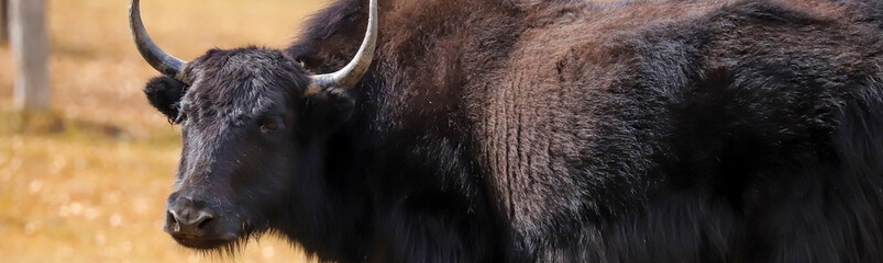 yak (Bos grunniens), in wild banner art 