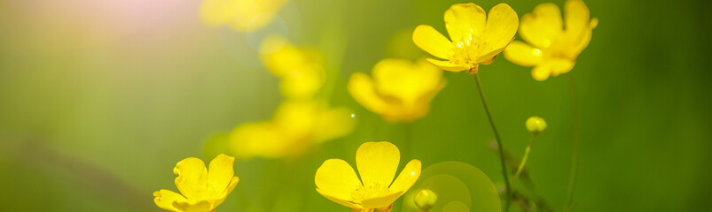 Buttercups blooming in springtime meadow banner art 