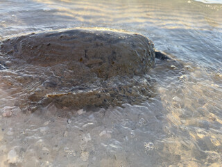 dead sea turtle washed up on the shore
