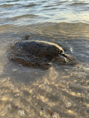 dead sea turtle washed up on the shore
