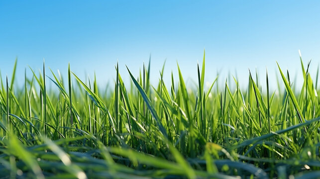 grass and sky  high definition(hd) photographic creative image