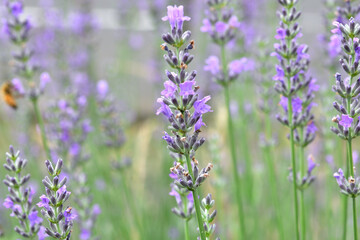 ラベンダー畑で咲いていた紫色の花