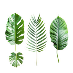 Tropical leaves form a symmetrical pattern on a transparent background