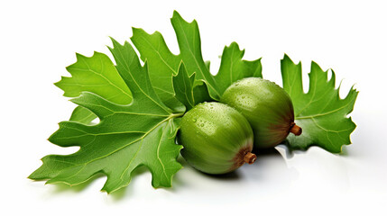 green oak leaf  high definition(hd) photographic creative image