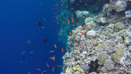 Fototapeta na wymiar The underwater world of coral reefs. The blue hole in Dahab