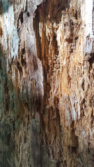 Wood trunk texture