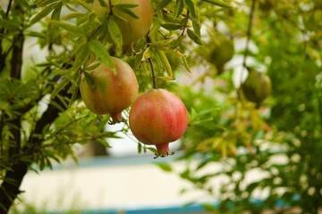 beautiful pomegranate plant ripe red