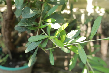 Plants with their long branches and many leaves covering the entire wall. Green vines named Lee...