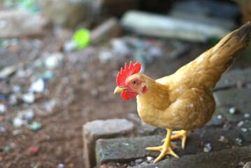brown chicken in farm, poultry and agriculture with copy space area