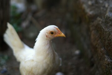 white chicken in the farm with copy space area