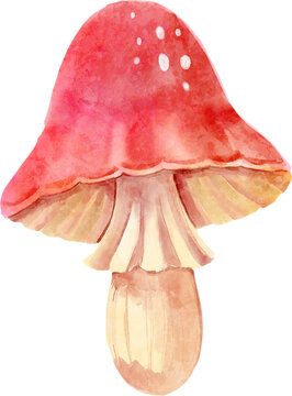 Prehistoric mushroom in jurassic peroid . Watercolor painting style .