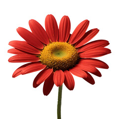 Daisy flower PNG image on a transparent background, Lily image isolated on transparent png background