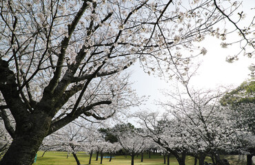 見上げる満開の桜の風景