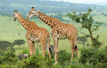 Naklejka na ściany i meble Two giraffes in the midst of their dance, showcasing intricate patterns on each other's bodies amidst lush green vegetation and distant mountains