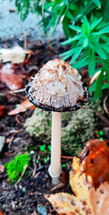 Mushroom in the forest