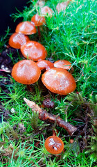 Brown Mushrooms in moss 1