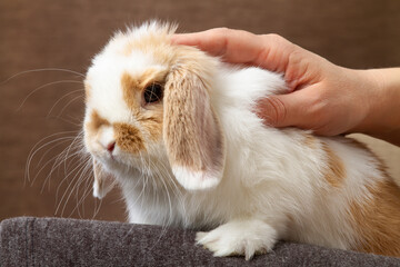 a pet rabbit sits on the lap of the owner