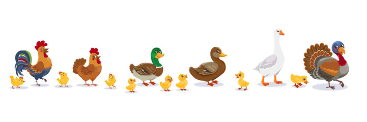 A set of birds on a farm isolated on a white background. Ducks, geese, hens, roosters, chickens, ducklings, goslings and other birds form eggs.