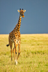 A Giraffe crossing the Savanna in a golden twilight setting at Serengeti National park, Tanzania