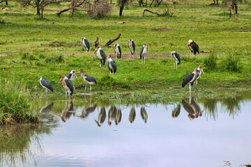 Obraz na płótnie Canvas Marabu Stork flock in one of many pools inside Serengeti National Park, Tanzania