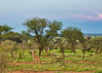 A lone juveline Giraffe in the evening light at Serengeti National Park, Tanzania
