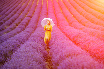 Woman lavender field. A middle-aged woman in a lavender field walks under an umbrella on a rainy...