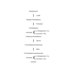 Diagram showing carnitine biosynthesis - from peptidyl lysine, via enzymatic activity and hydrolysis. Schematic biochemical process illustration.