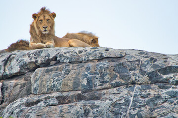 Lion resting on top of a Kopje at Serengeti National Park, Tanzania