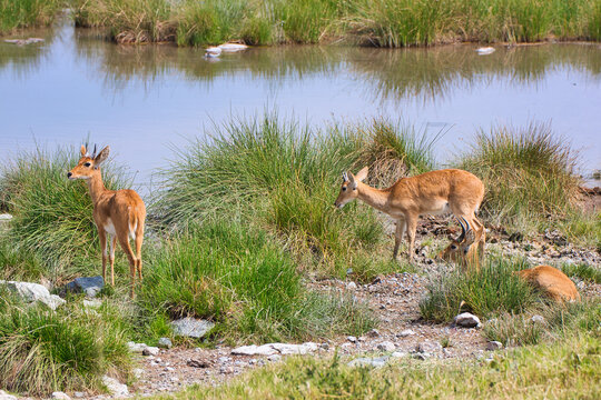 Rare Oribi Antelopes at waterhole in Serengeti National Park, Tanzania