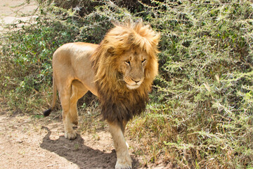 Adult lion close up at Serengeti National Park, Tanzania