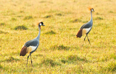 Obraz na płótnie Canvas Grey crowned crane pair in Ngorongoro Crater