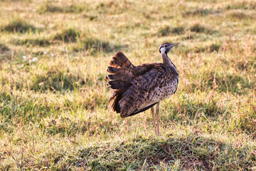 Black Bellied Bustard in the early morning light at Ngorongoro crater, Tanzania