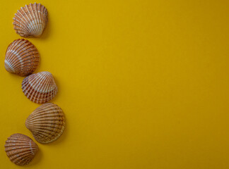 Sea shells on yellow background, summer vacation,