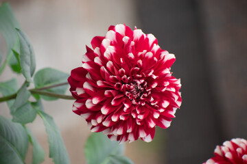 Dahlia pinnata is a species in the genus Dahlia, family Asteraceae, with the common name garden dahlia.Blooming Red Flower.
