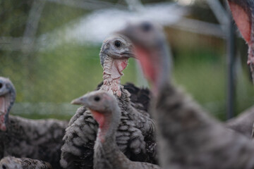Turkeys walk around their pen at an off-grid house in California, where they are bred and raised for egg laying.