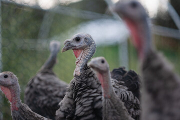Narragansett turkeys in an enclosure at an off-grid home in California, where they are bred and raised for their egg production.