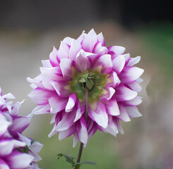 Dahlia Duet produces profuse and spectacular bicolor flowers, an elegant mix of dark wine.