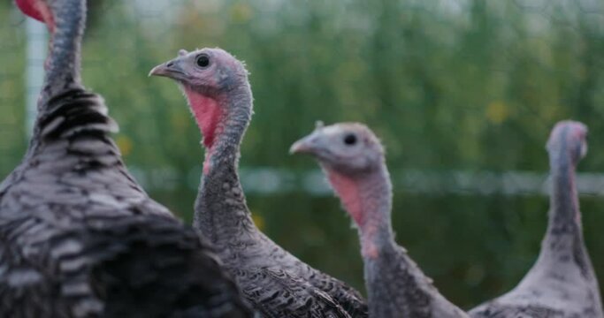 Narragansett turkeys gobbling and strutting around in their enclosure at an off-grid farm in California.