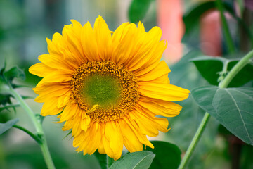 The common sunflower or Helianthus annuus is a species of large annualforb of the daisy family Asteraceae.