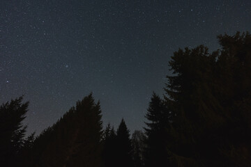 Night scene in the forest, silhouettes of trees against the background of the starry sky.