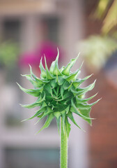 Before blossoming, a sunflower is a potential giant just waiting to be let go. Tightly clustered with golden florets, the bud is topped on a robust stem. This pointed green head looks.