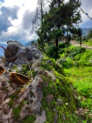 tree in the mountains