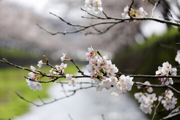 桜