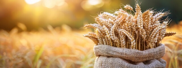 Wheat grain and spikelets in a bag, on a neutral background, with space for text. Farming and...