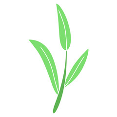 plant green leaf